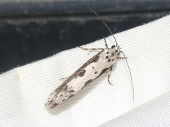 Ethmia semilugens