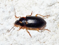 Notiobia