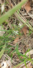 Jasminum simplicifolium
