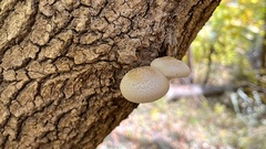Hypsizygus