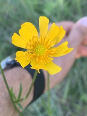 Ranunculus petiolaris
