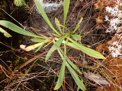 Primula jeffreyi