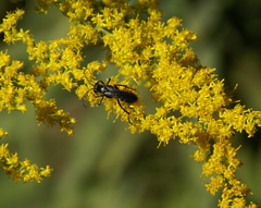 Pompilidae
