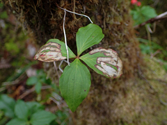 Phytomyza agromyzina group