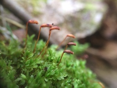 Mnium lycopodioides