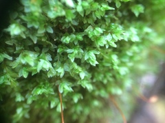 Mnium lycopodioides