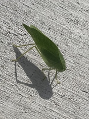 Microcentrum californicum