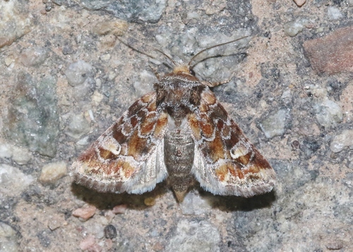 Lacinipolia lepidula