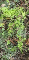 Adiantum aethiopicum