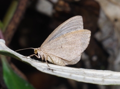 Geometridae