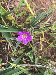Mirabilis cordifolia