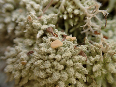 Icmadophila ericetorum