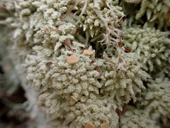 Icmadophila ericetorum