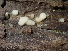 Helicogloea compressa