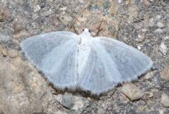 Lomographa vestaliata