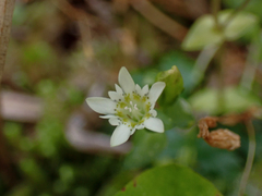 Gentiana douglasiana
