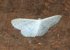 Scopula benitaria