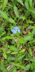 Commelina