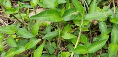 Commelina