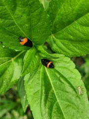 Phymatostetha deschampsi