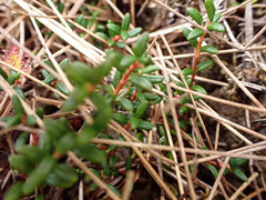 Kalmia procumbens