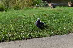 Columba livia