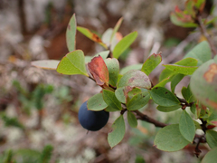 Vaccinium uliginosum