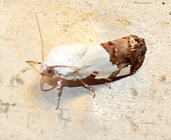 Acontiini