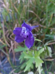 Delphinium polycladon