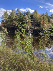 Phragmites australis