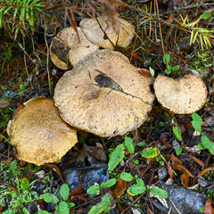 Suillus lakei