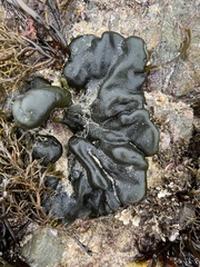 Codium convolutum