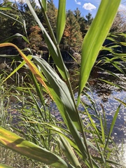 Phragmites australis