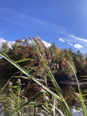 Phragmites australis