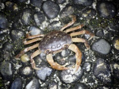 Geothelphusa dehaani