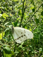 Morpho polyphemus polyphemus