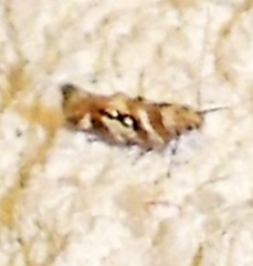 Aristotelia elegantella