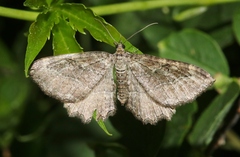 Rheumaptera meadii