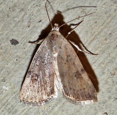 Micrathetis triplex
