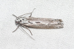 Ethmia discostrigella