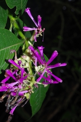 Palicourea angustifolia