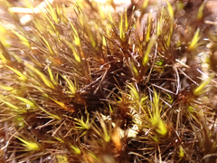 Campylopus atrovirens