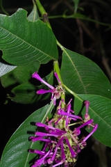 Palicourea angustifolia