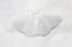 Lomographa vestaliata