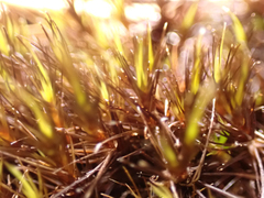 Campylopus atrovirens