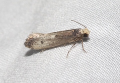 Tinea occidentella