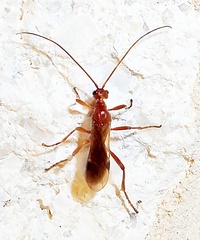 Aleiodes politiceps
