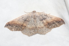 Prochoerodes forficaria