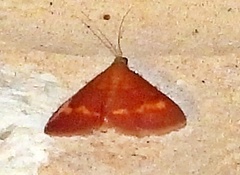 Pyrausta pseuderosnealis