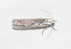 Ethmia discostrigella